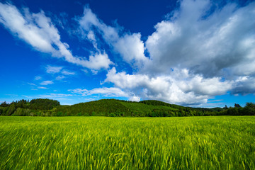 A field near Castle Rock, WA