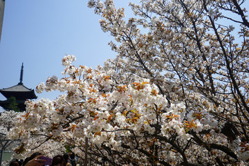 仁和寺の境内の御室桜