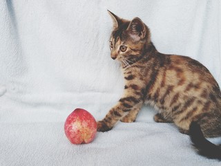british shorthair cat