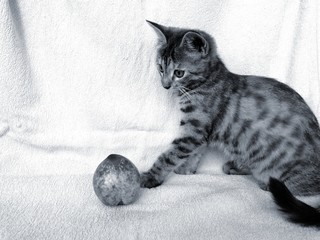 black and white cat