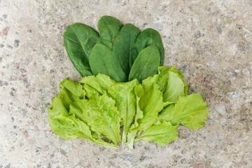 fresh green lettuce and spinach on the stone background. farming and growing vegetables concept.top...