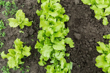 green fresh lettuce grows in the ground in the garden. farming and growing vegetables concept.