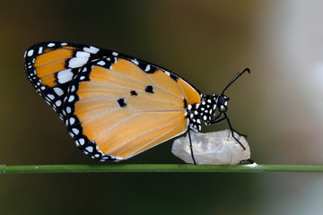 Amazing moment , Monarch Butterfly, pupae . Concept transformation of  Butterfly