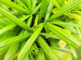 Background of Long green leaves at close look.