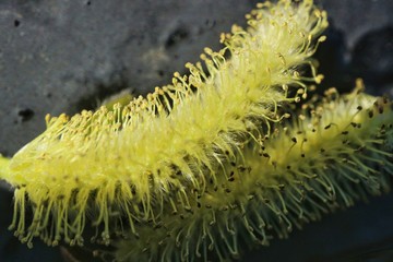 Macro photography willow catkins on a dark background
