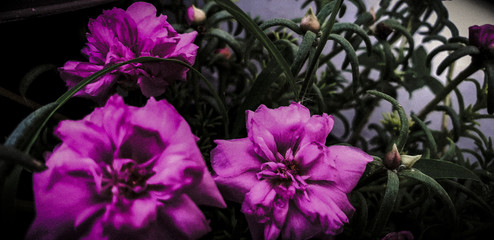 purple moss rose flowers