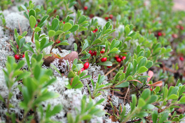 Vaccinium vitis-idaea (lingonberry, cowberry, cranberry, bilberry, red bilberry).  Fresh wild Cranberries in the forest. Beautiful macro photo of forest floor, bright cranberry berries on white moss. 