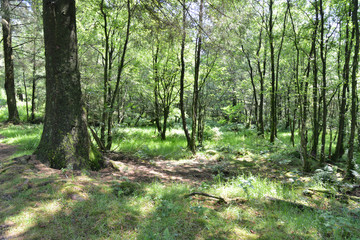 Wood, Beacon Fell, Lancashire, England, UK