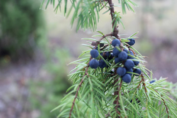 Juniper berries in the forest, close-up photo.