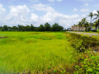 Fototapeta na wymiar Green fields and coconut trees under cloudy white sky.