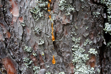 The bark of the tree with drops of resin. Pine bark texture. Photo for Wallpaper. Close-up photo...