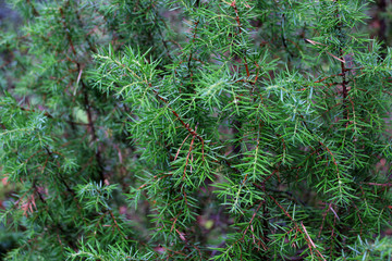 Juniper Bush, juniper needles. Beautiful forest Fund. Close-up photo selective focus. Macro photo of needles.