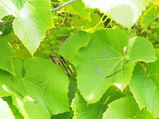 green grape. smile drawn on a leaf.