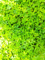 Obraz premium Background of Green small leaves and yellow flowers in it.