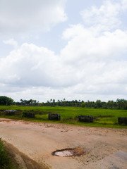 Fototapeta na wymiar Green fields and coconut trees under cloudy white sky.