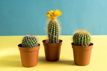 Home garden with potted cacti on yellow and blue background.