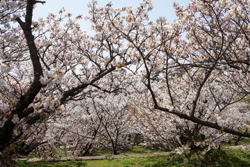 Obraz premium 仁和寺の境内の御室桜