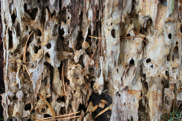 A tree eaten by termites. The termites in the wood. Close-up photo selective focus. Macro photo of wood.