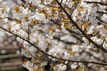 仁和寺の境内の御室桜