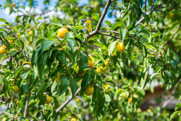 Cherry plums on tree