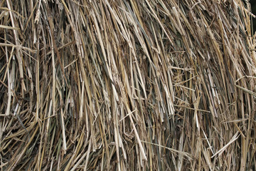 Dry bundles of straw as a natural texture or background.
