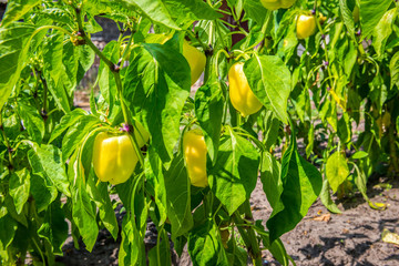 Growing yellow pepper