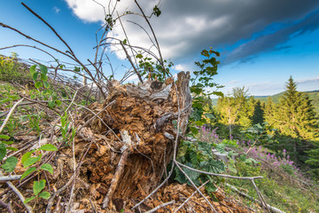 Rotten pine wood stump on deforestated area in Transylvania, Romania.