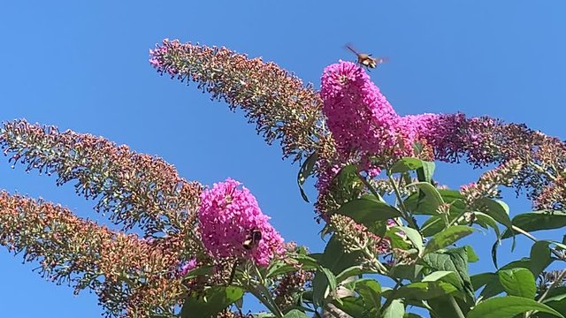 broad-bordered bee hawk-moth (Hemaris fuciformis) on buddleja bush