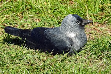 animal bird called jackdaw the most common and most often seen in the city of Białystok in Podlasie, Poland