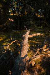 Sidelit tree on a natural grass meadow with golden sunset light in the countryside