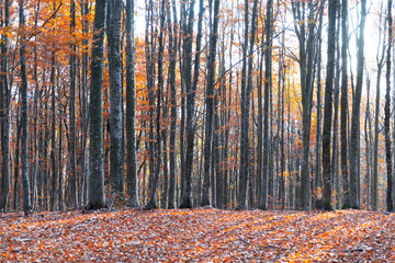 Majestic old beech forest with yellow and orange folliage at autumn time. Picturesque fall scene in Carpathian mountains, Ukraine. Landscape photography