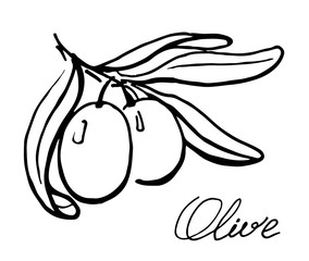 Two olives, logo. Hand drawn, graphics sketch,black and white illustration