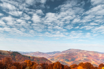Picturesque autumn mountains with red beech forest in the Carpathian mountains, Ukraine. Landscape photography