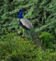 peacock in the park