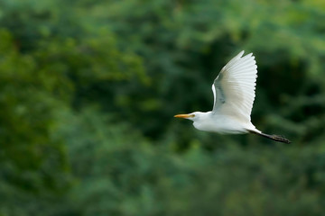 seagull in flight