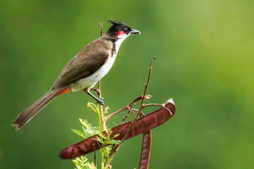 red winged blackbird