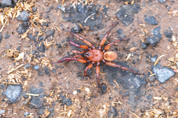 Woodlouse Spider (Dysdera crocata) in Search for Food