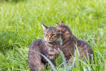 Naklejka na ściany i meble Two gray cats sit in the grass and look in different directions