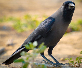 lilac breasted roller