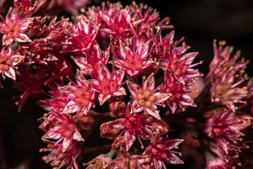 Flowers of Showy Stonecrop (Hylotelephium spectabile)