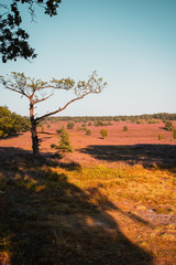 Beautiful summer blooming heath landscape on a colorful sunset evening with calm light and panorama views. Idyllic nature scene. Lüneburger Heide, Lüneburg Heath in Lower Saxony, Germany