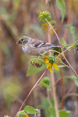 Nonbreeding American Goldfinch (Spinus tristis)
