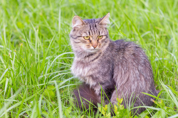 Naklejka na ściany i meble A beautiful fluffy grey cat sits in the grass and looks away