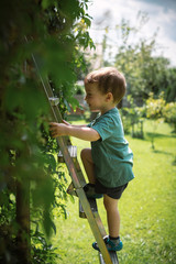 Small boy climb the stairs on treehouse in green garden. Summer time