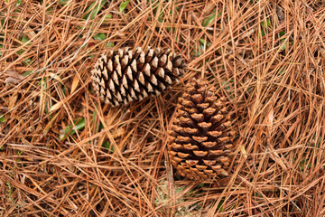 pine cones on the ground