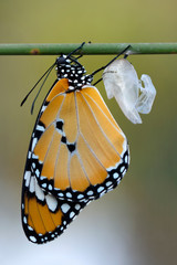 Amazing moment , Monarch Butterfly, pupae . Concept transformation of  Butterfly