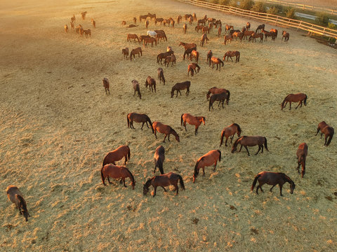 Aerial View Of Group Of Horses. Herd Of Young Horses Running, Top View.