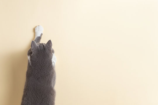 Grey cat on a yellow background, looks and stretches paw. Copy space, banner, top view.
