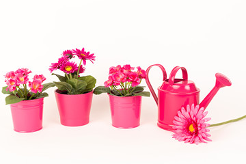 Flores en maceteros rosa y regadera rosa.