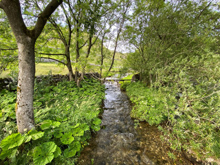 Fototapeta na wymiar Malham Beck, with wild plants, trees, and bushes,and a dry stone wall in, Malham, Skipton, UK